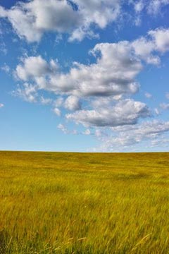 wheat field and clouds near Moscow Idaho
